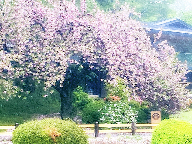 新宿御苑の桜2021